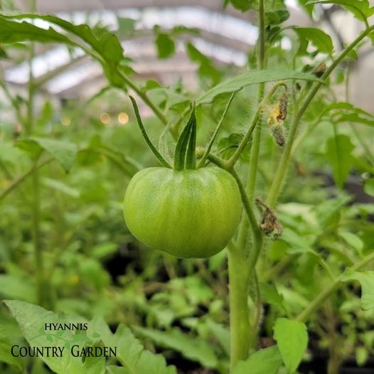 National Farmers’ Market Week at Mashpee Farmers Market